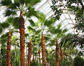 Selectie van de beste planten