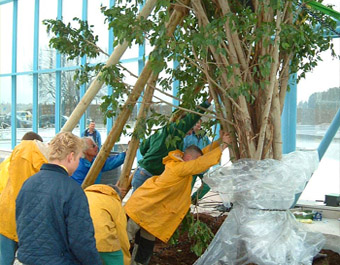 Installatie van de planten