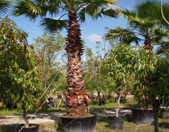 Bomen oppotten en acclimatiseren op locatie