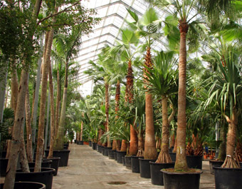 Acclimatisatie in de kas